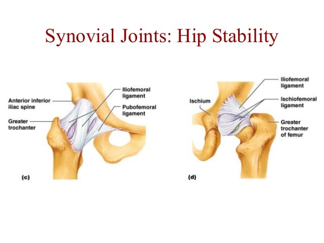 Anatomy and physiology musculoskeletal