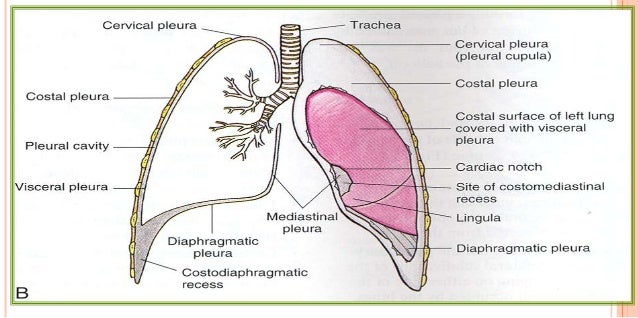 Anatomy and physiology of lung