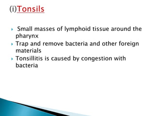  Small masses of lymphoid tissue around the
pharynx
 Trap and remove bacteria and other foreign
materials
 Tonsillitis is caused by congestion with
bacteria
 