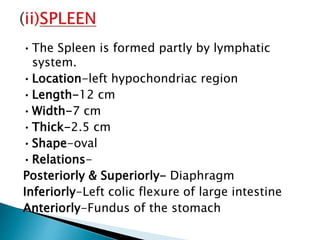 •The Spleen is formed partly by lymphatic
system.
•Location-left hypochondriac region
•Length-12 cm
•Width-7 cm
•Thick-2.5 cm
•Shape-oval
•Relations-
Posteriorly & Superiorly- Diaphragm
Inferiorly-Left colic flexure of large intestine
Anteriorly-Fundus of the stomach
 