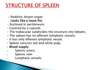 • Reddish, brown organ
. Looks like a loose fist
. Enclosed in peritoneum.
• Covered by a capsule.
• The trabaculae subdivides the structure into lobules.
• The spleen has no afferent lymphatic vessels.
• It has only efferent lymphatic vessel.
• Spleen consists red and white pulp.
• Blood supply:
 Splenic artery
 Splenic vein
 Lymphatic vessels
 