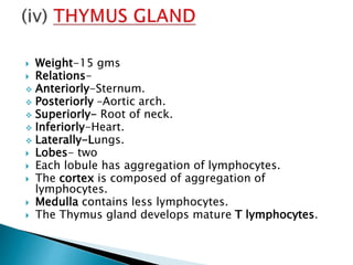  Weight-15 gms
 Relations-
 Anteriorly-Sternum.
 Posteriorly –Aortic arch.
 Superiorly- Root of neck.
 Inferiorly-Heart.
 Laterally-Lungs.
 Lobes- two
 Each lobule has aggregation of lymphocytes.
 The cortex is composed of aggregation of
lymphocytes.
 Medulla contains less lymphocytes.
 The Thymus gland develops mature T lymphocytes.
 