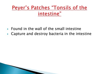  Found in the wall of the small intestine
 Capture and destroy bacteria in the intestine
 
