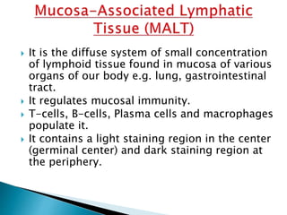  It is the diffuse system of small concentration
of lymphoid tissue found in mucosa of various
organs of our body e.g. lung, gastrointestinal
tract.
 It regulates mucosal immunity.
 T-cells, B-cells, Plasma cells and macrophages
populate it.
 It contains a light staining region in the center
(germinal center) and dark staining region at
the periphery.
 