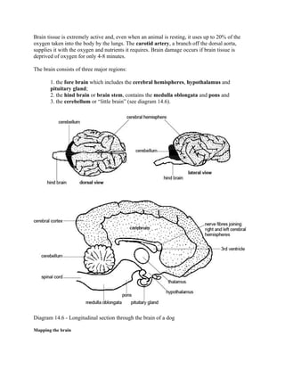 Anatomy and physiology of animals | DOC