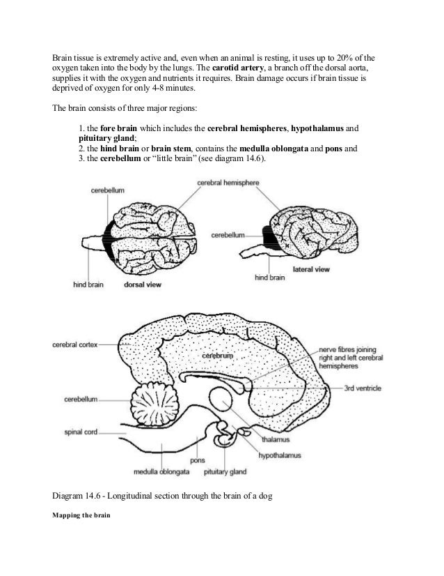 Anatomy and physiology of animals