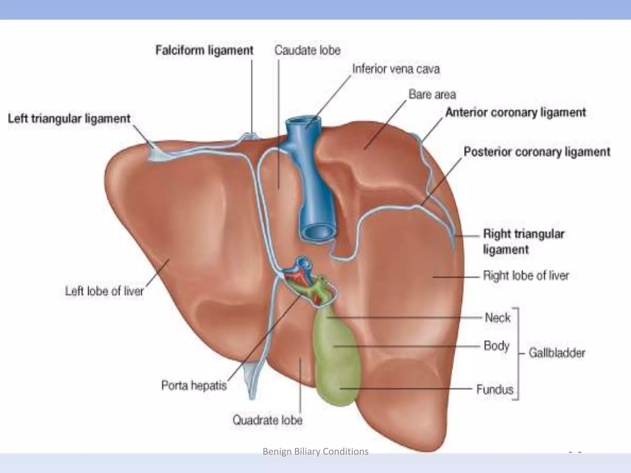 Anatomy and physiology of biliary tree | PPTX
