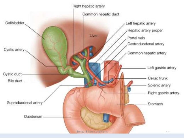 anatomy and physiology of biliary tree