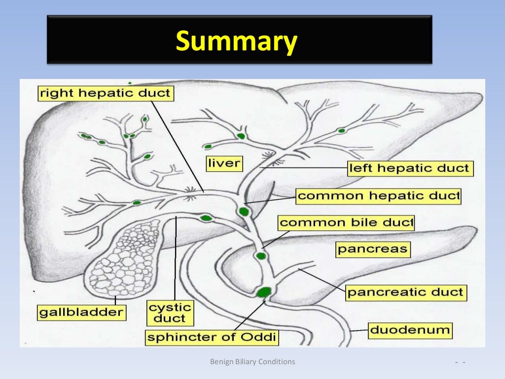 Anatomy and physiology of biliary tree