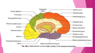Anatomy and physiology of brain | PPTX