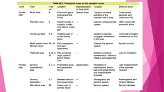 Anatomy and physiology of brain | PPTX