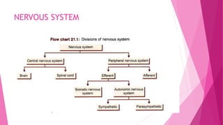 Anatomy and physiology of brain | PPTX