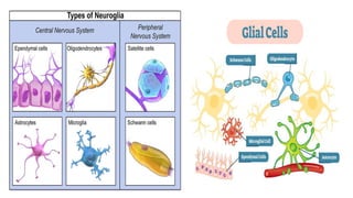 Anatomy and physiology of brain ppt, its organization | PPTX