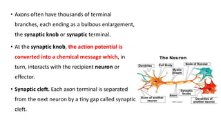 Anatomy and physiology of brain ppt, its organization | PPTX
