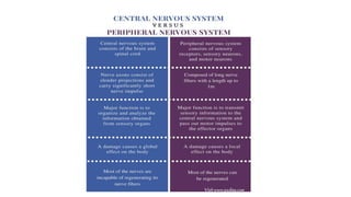 Anatomy and physiology of brain ppt, its organization | PPTX