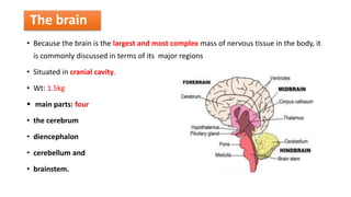 Anatomy and physiology of brain ppt, its organization | PPTX