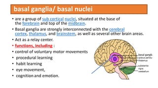 Basal Function Anatomy and physiology of brain ppt, its organization | PPTX