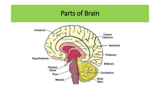 Anatomy and physiology of brain ppt, its organization | PPTX
