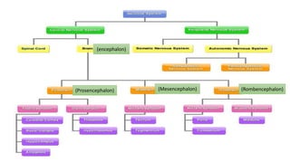 Anatomy and physiology of brain ppt, its organization | PPTX