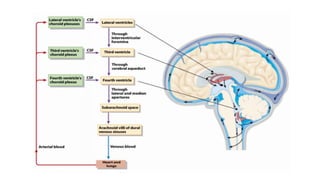 Anatomy and physiology of brain ppt, its organization | PPTX