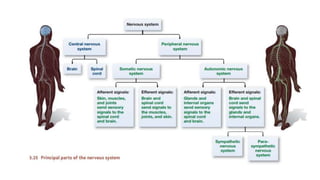 Anatomy and physiology of brain ppt, its organization | PPTX