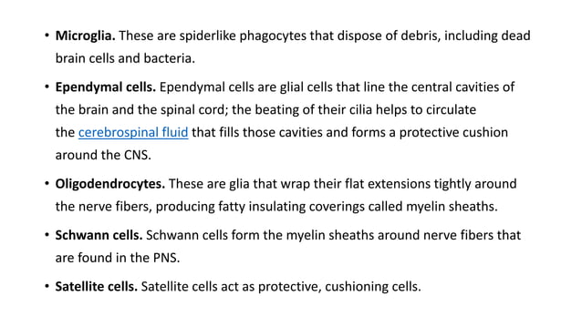 Anatomy And Physiology Of Brain Ppt Its Organization Ppt Anatomy And Physiology Of Brain Ppt Its Organization Ppt