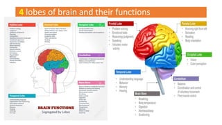 Anatomy And Physiology Of Brain Ppt Its Organization Ppt Anatomy And Physiology Of Brain Ppt Its Organization Ppt