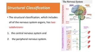 Anatomy And Physiology Of Brain Ppt Its Organization Ppt Anatomy And Physiology Of Brain Ppt Its Organization Ppt