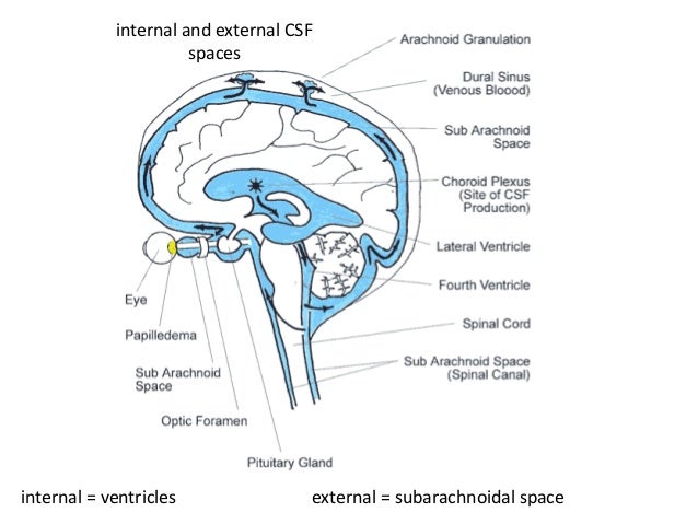 Anatomy and physiology of central nervous system
