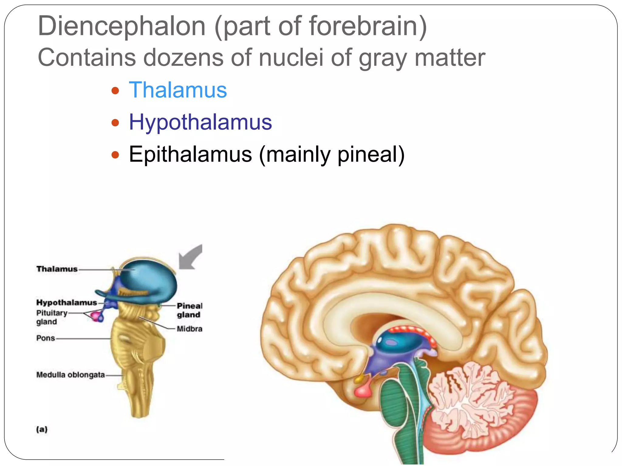 Anatomy and physiology of Central Nervous System | PPTX
