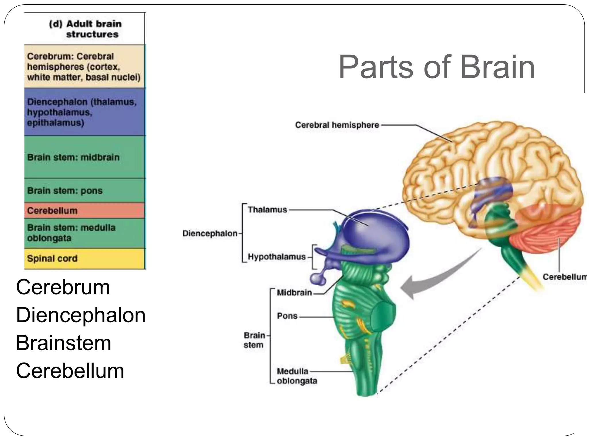 Anatomy and physiology of Central Nervous System | PPTX