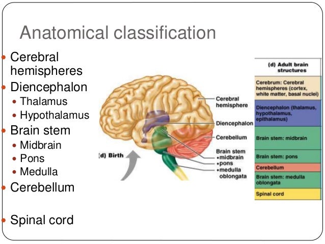 Brain Stem Physiology Pdf Book Bhar Paelya Site