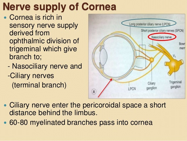 Anatomy And Physiology Of Cornea Anatomy And Physiology Of Cornea