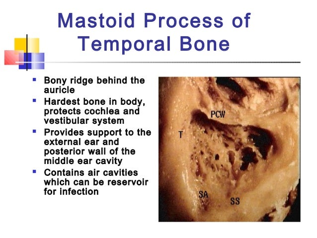 Anatomy and physiology of ear