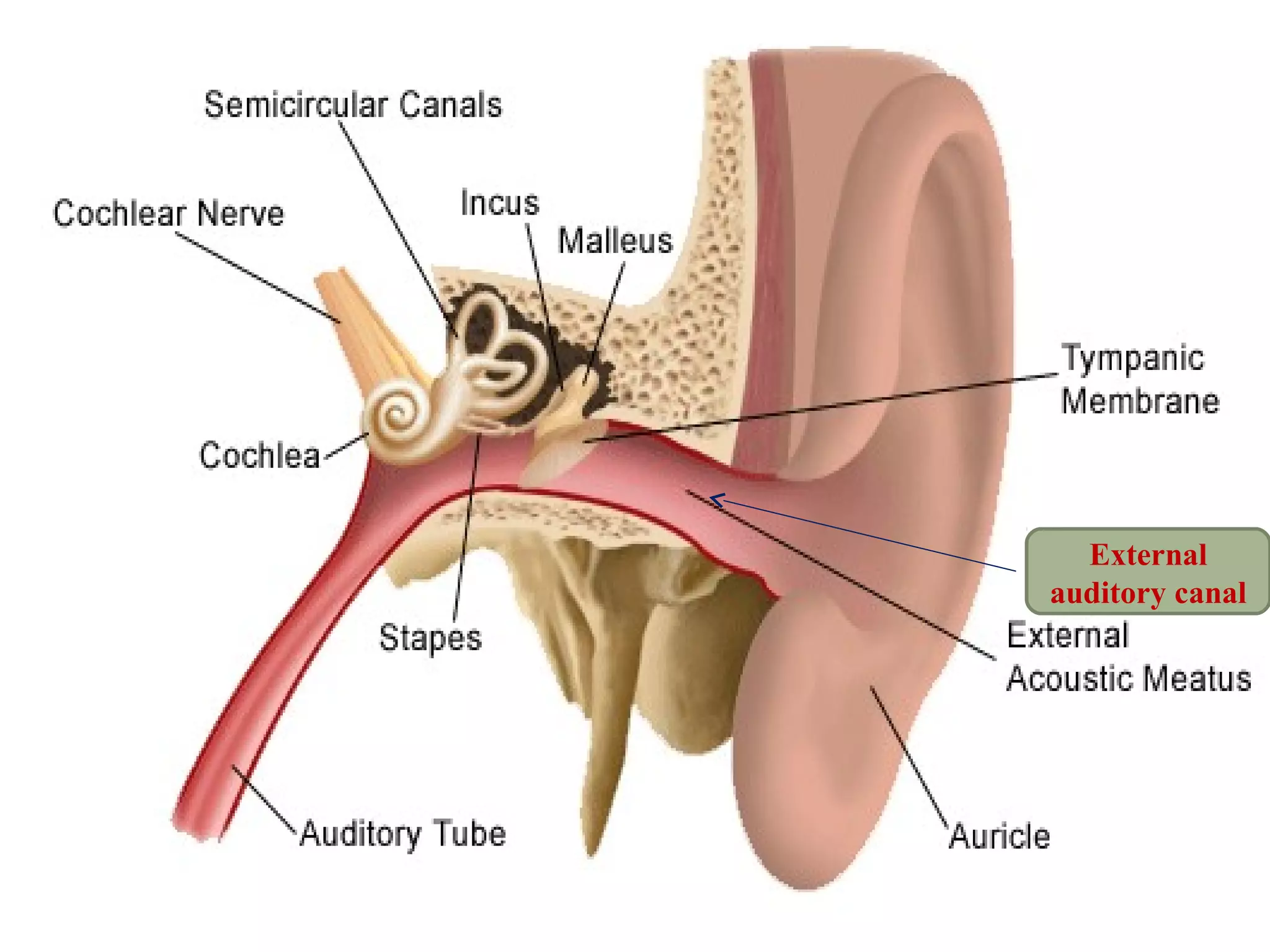 Anatomy and physiology of ear | PPT