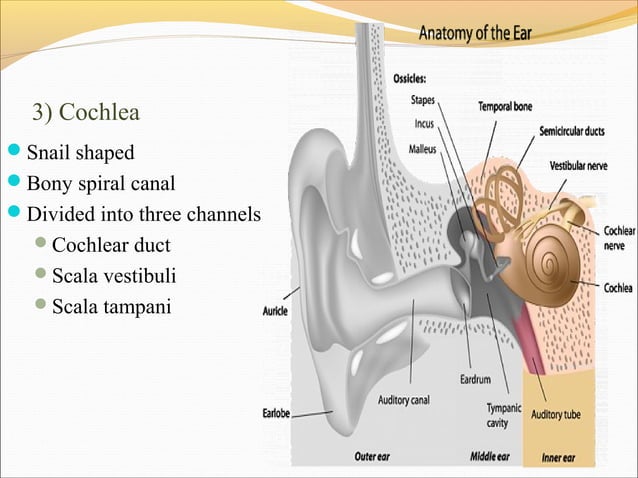 Anatomy and physiology of ear | PPT