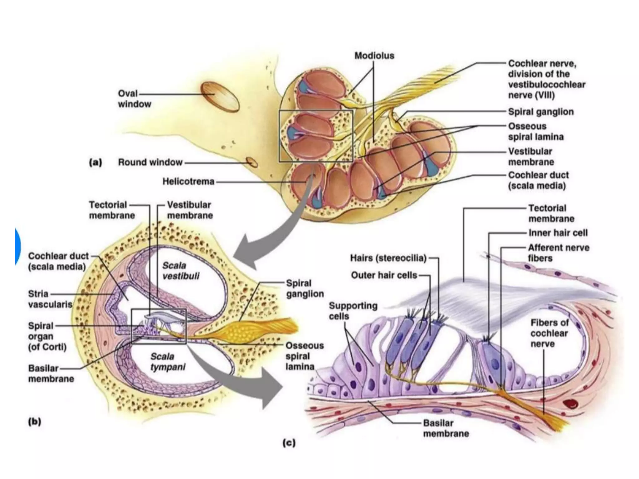 Anatomy and physiology of ear | PPT