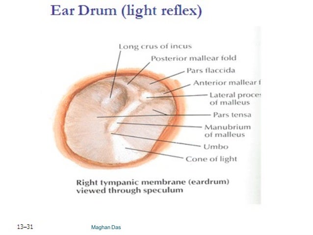 anatomy of ear
