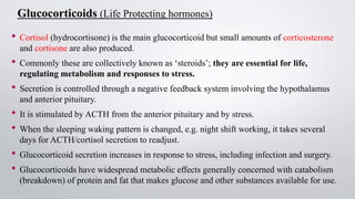 Cortisone Pattern ANATOMY AND PHYSIOLOGY OF ENDOCRINE SYSTEM.pptx