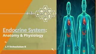 Comprehensive Overview of the Endocrine System: Anatomy and Physiology ...