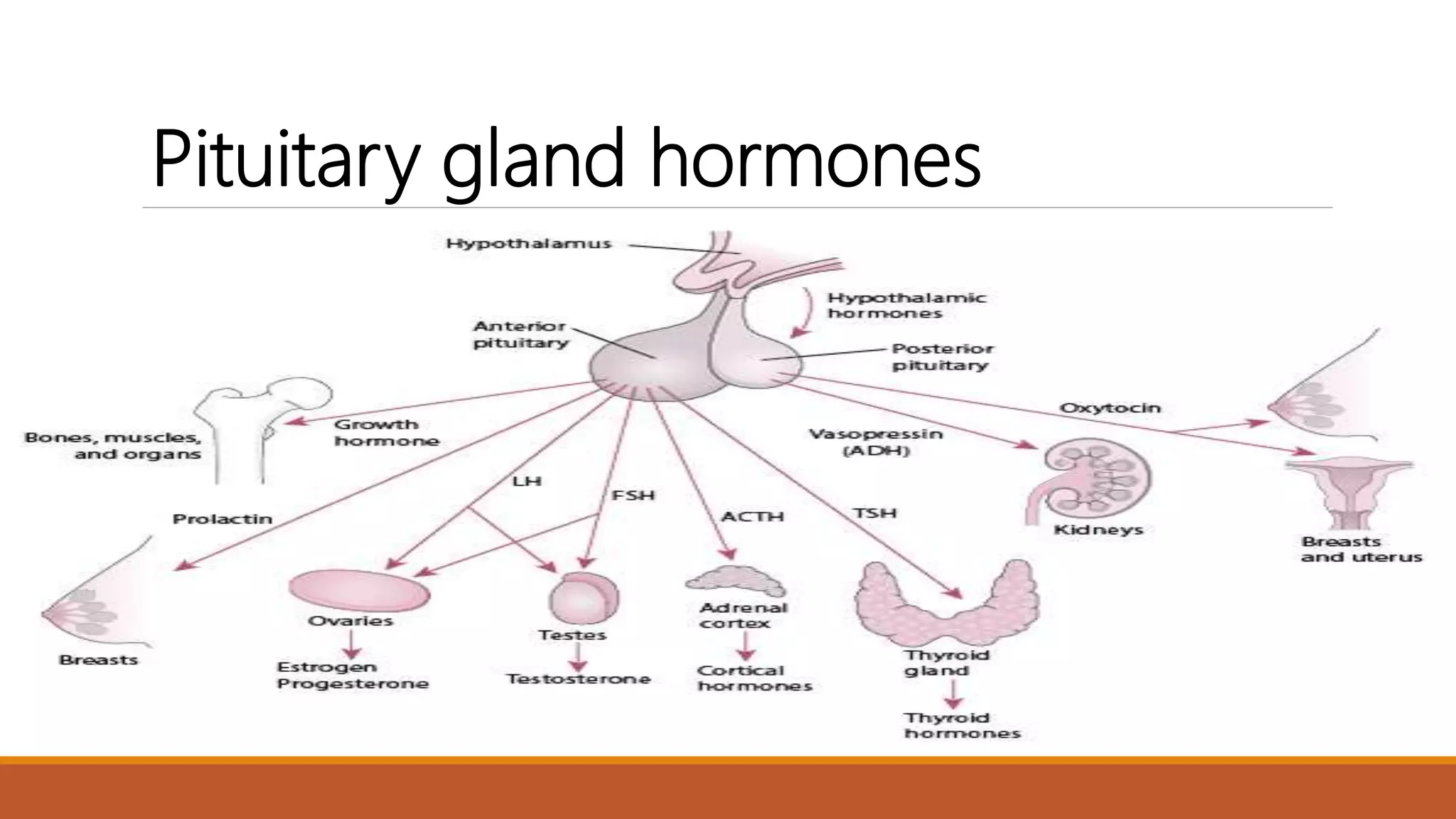 Anatomy and physiology of endocrine system by Simhachalam K L V | PPTX