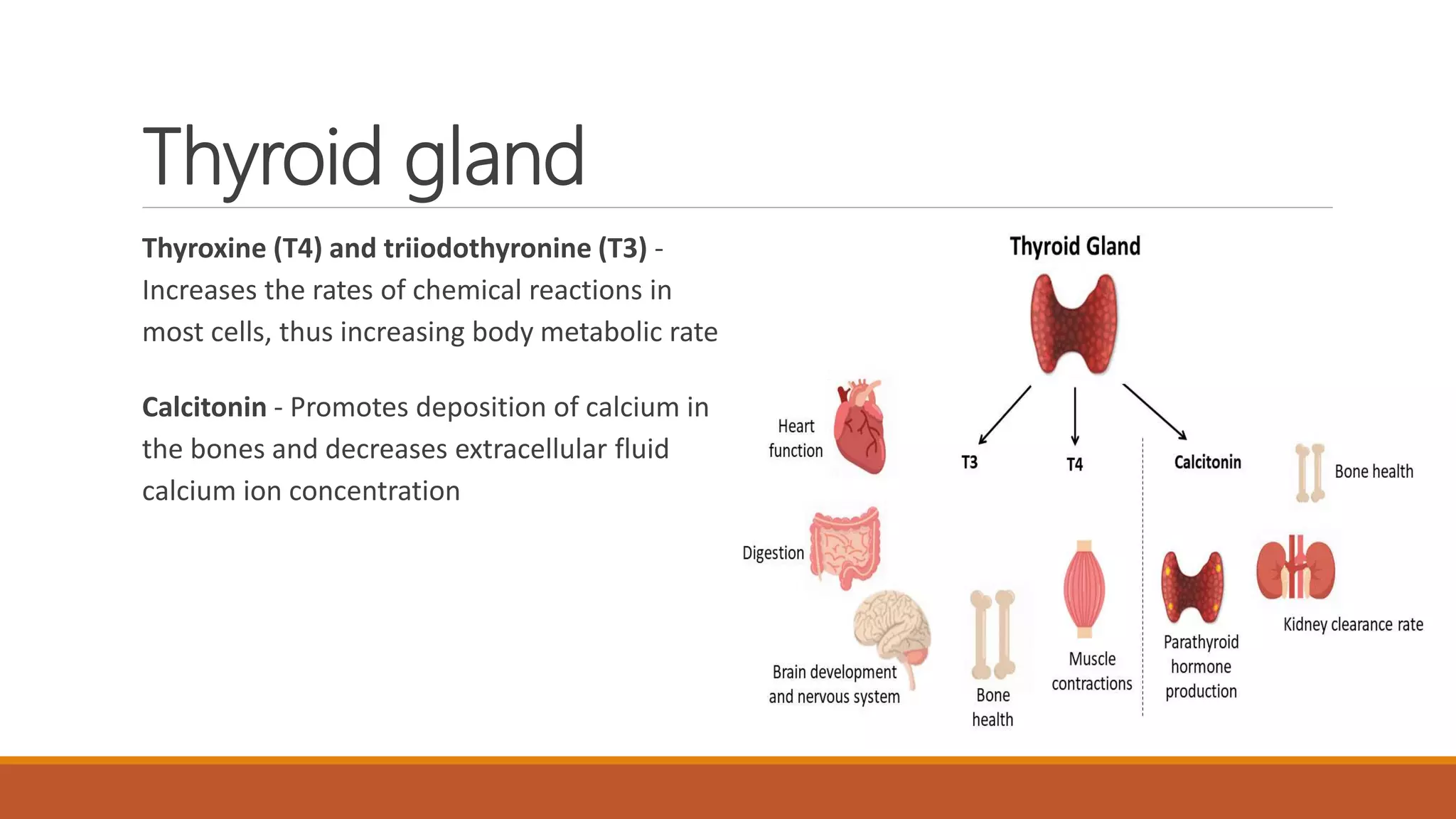 Anatomy and physiology of endocrine system by Simhachalam K L V | PPTX