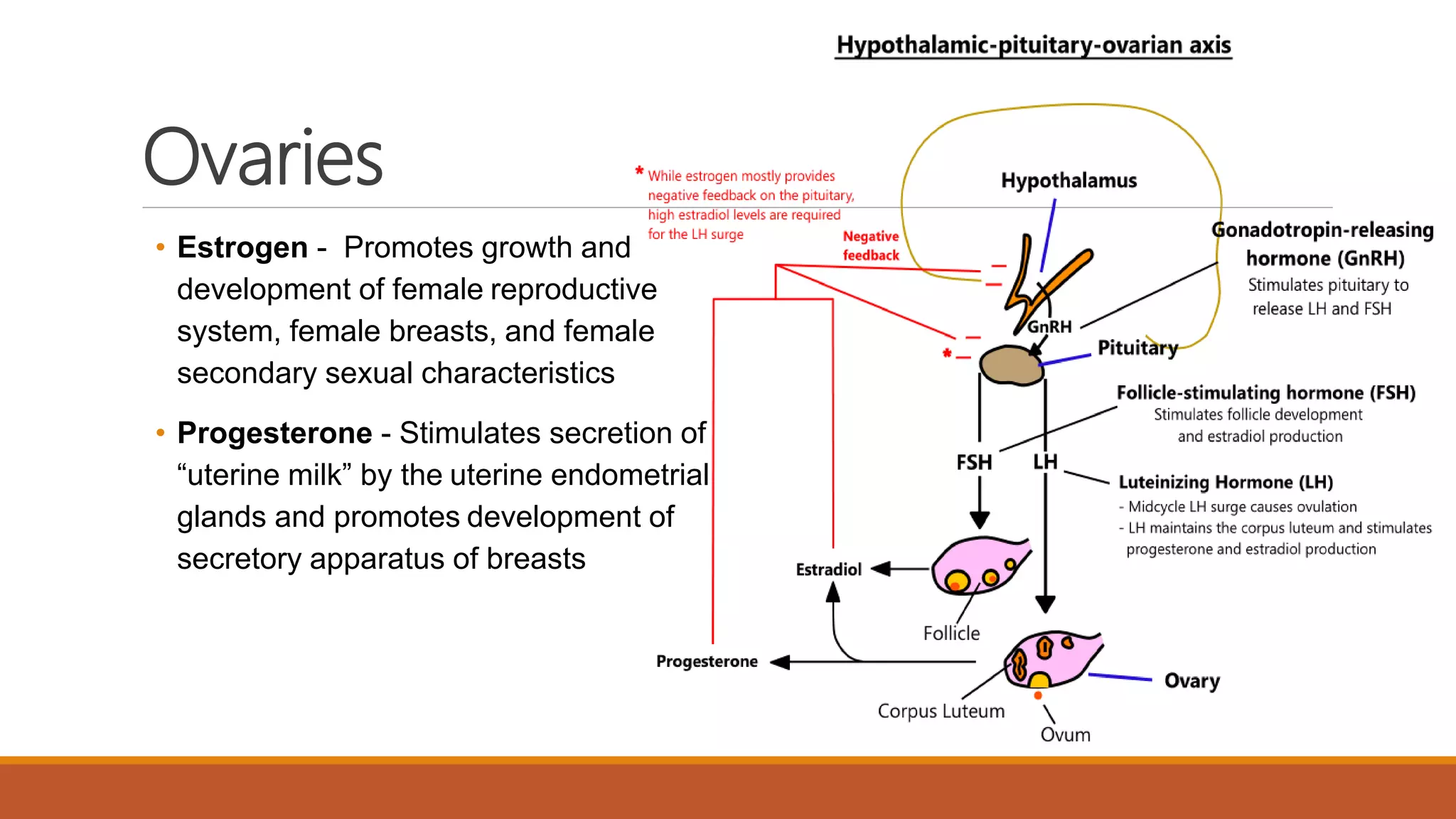 Anatomy and physiology of endocrine system by Simhachalam K L V | PPTX