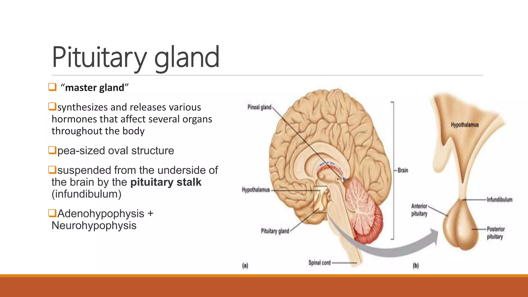 Anatomy and physiology of endocrine system by Simhachalam K L V | PPTX