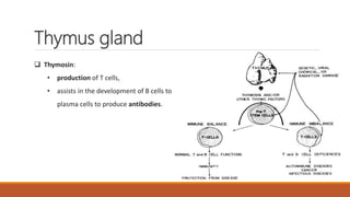Anatomy and physiology of endocrine system by Simhachalam K L V | PPTX