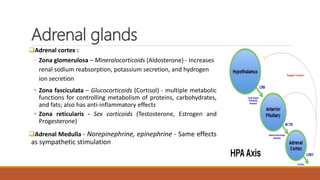Anatomy and physiology of endocrine system by Simhachalam K L V | PPTX