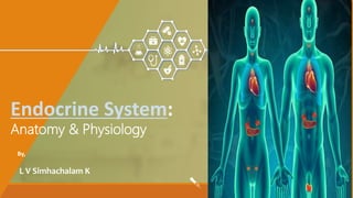 By,
L V Simhachalam K
Endocrine System:
Anatomy & Physiology
 
