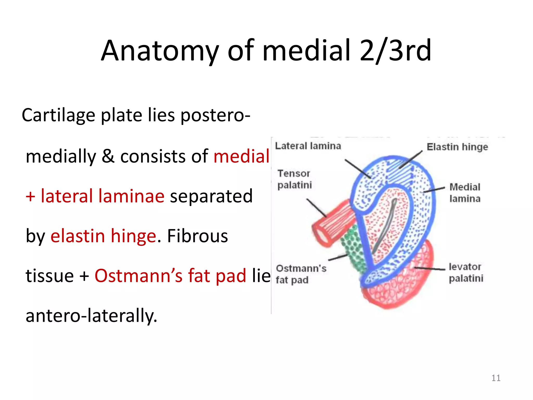 Anatomy and physiology of eustachian tube | PPTX