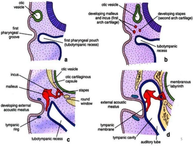 Anatomy Of Eustachian Tube