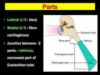 Anatomy and physiology of Eustachian tube .ppt